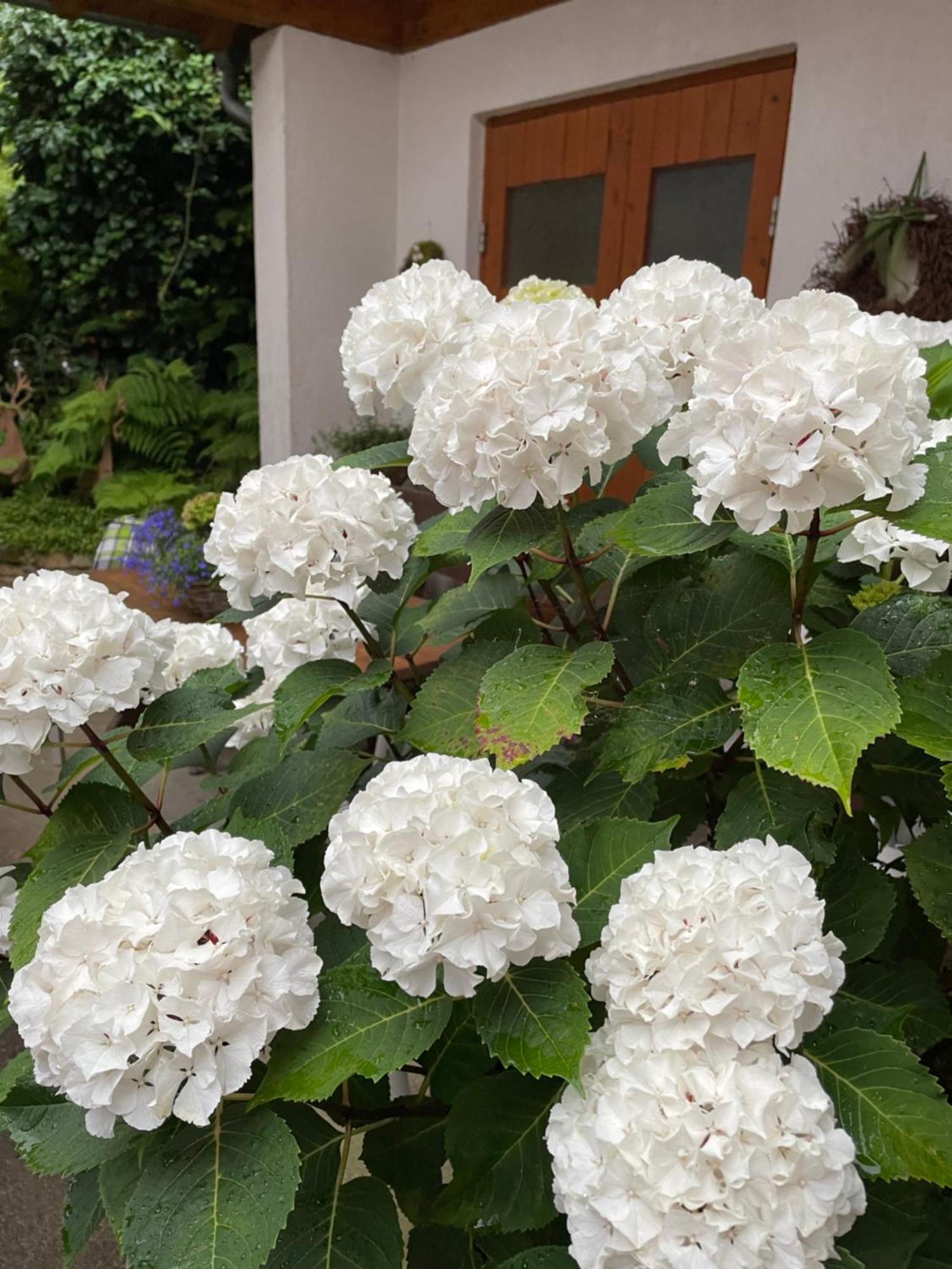 Haus Am Kastanienwald Hotel Dorrenbach ภายนอก รูปภาพ